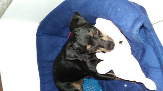 Paco nella sua cuccia