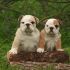 CUCCIOLO BULLDOG INGLESE