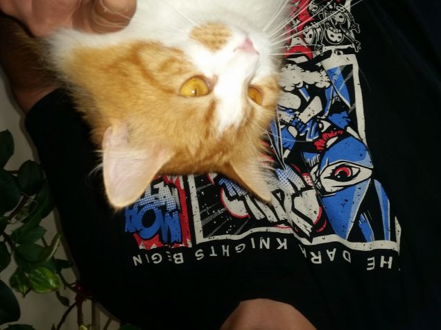 Micio in primo piano. 