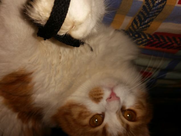 Micio in primo piano. 