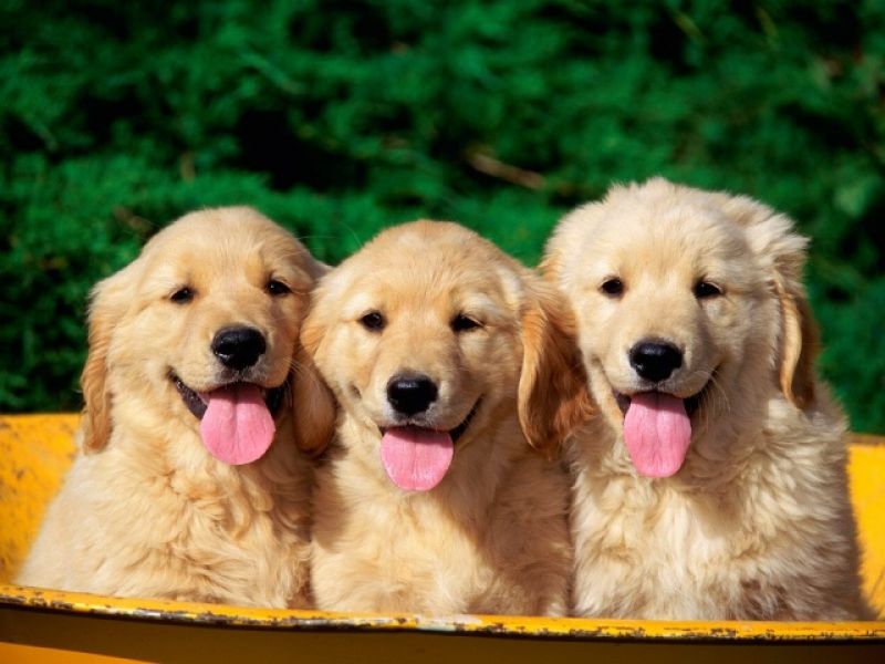 CERCASI Golden Retrieve..