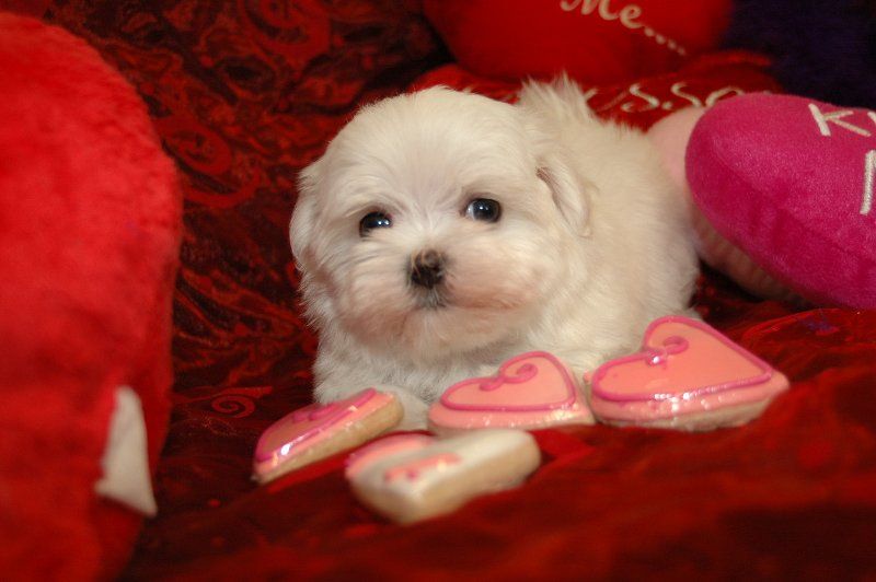 cerco cucciolotta di maltese