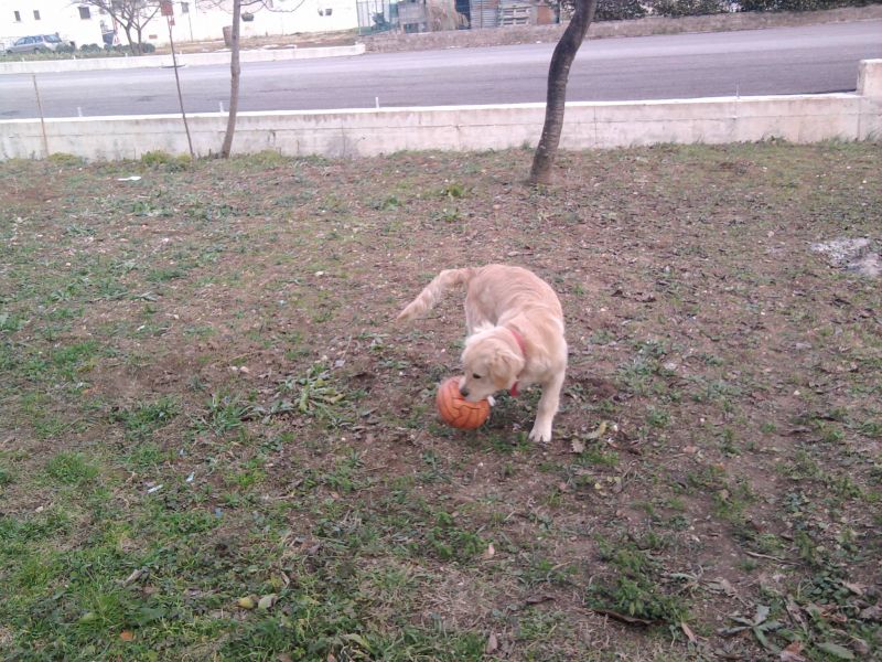 cucciolo golden retriver