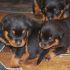 Cuccioli di rottweiler