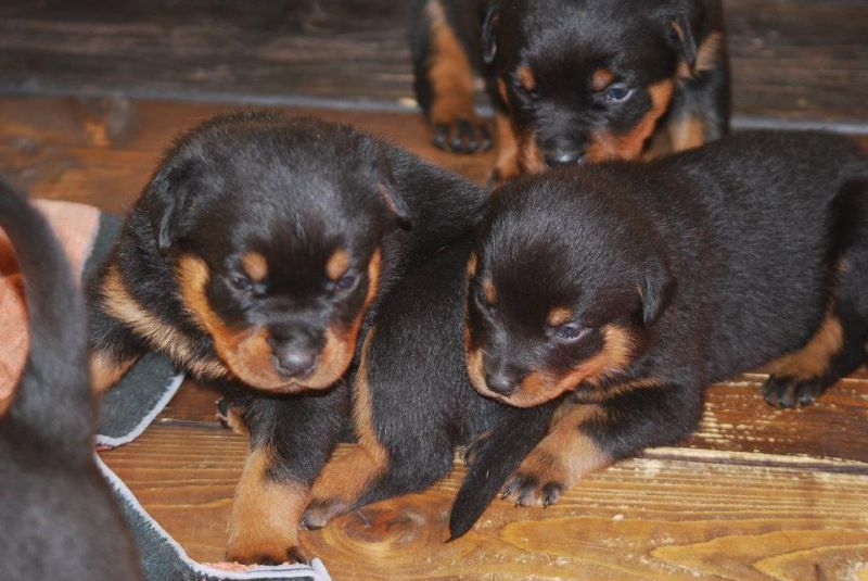 Cuccioli di rottweiler