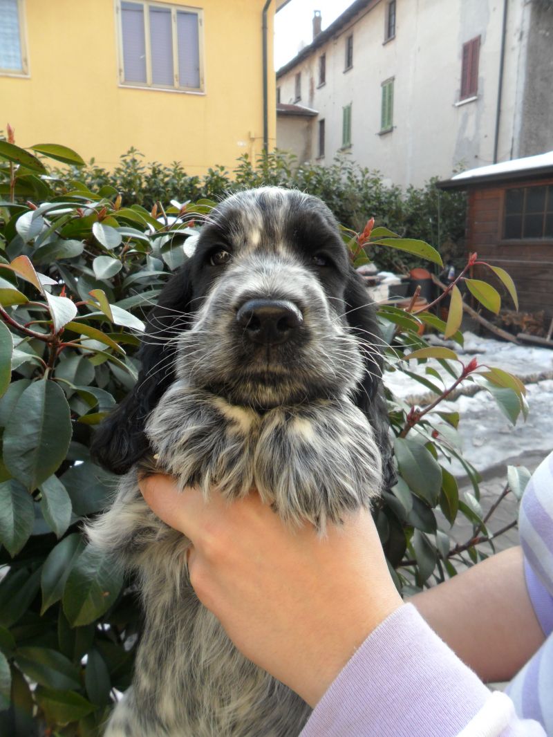 cocker spaniel inglese