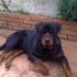 Accopiamento maskio rottweiler