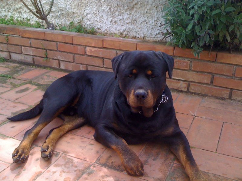 Accopiamento maskio rottweiler