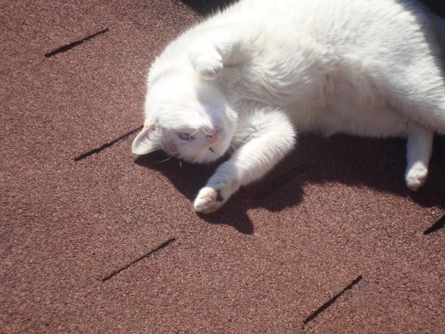 Sul tetto che scotta