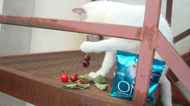 petty, le ciliege e non solo!!!