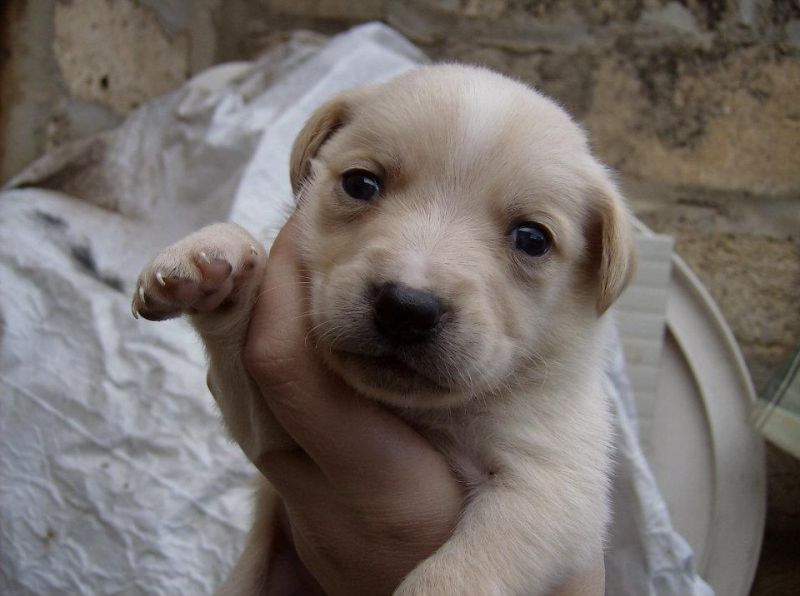 regalo cuccioli meticci di taglia medio-piccola