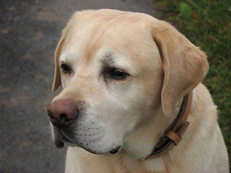 Cerco cucciolo di labrador maschio nero o oro