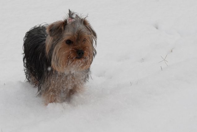 Giocando nella neve 