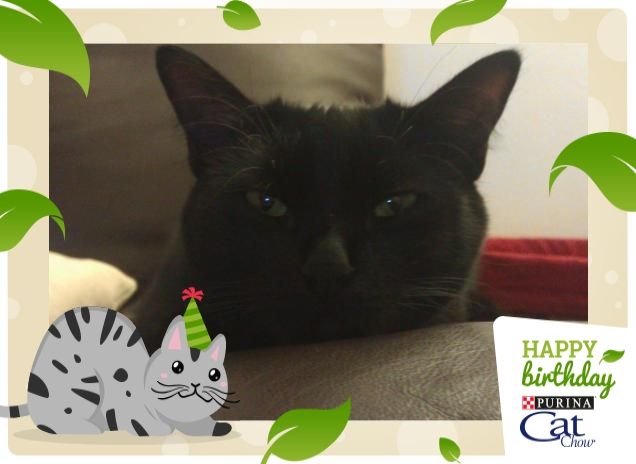 maya ti fa gli auguri