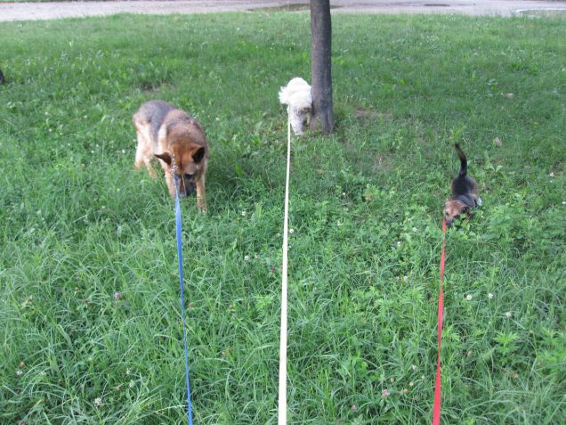 Rex, un mio AMICO, e i miei 2 piccoli cani, Leoncino e Teddy.