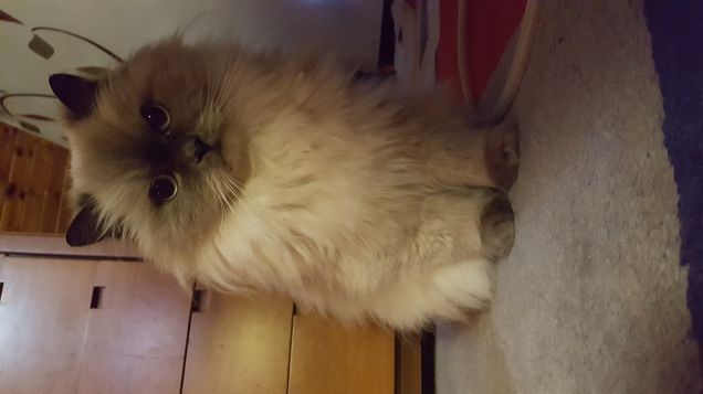 Merlino guarda curioso