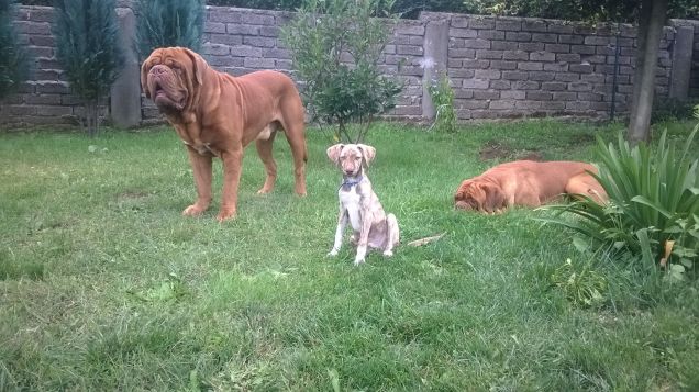 I MIEI 'GRANDI AMORI' A QUATTRO ZAMPE