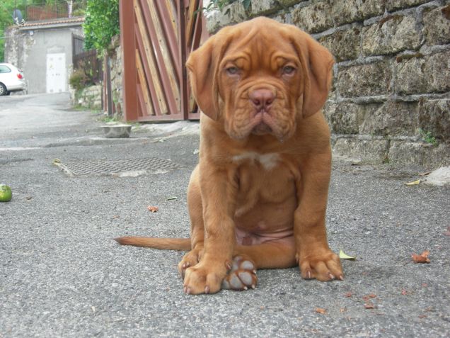 DOGUE CRUISE..............................