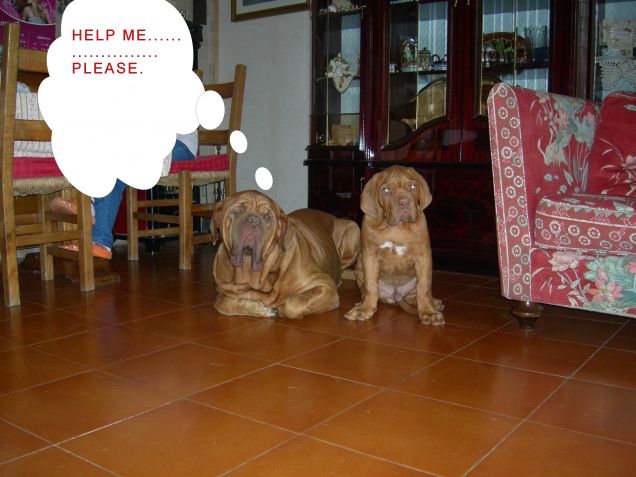 DOGUE DE BORDEAUX