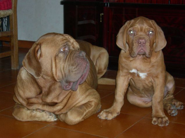 DOGUE DE BORDEAUX