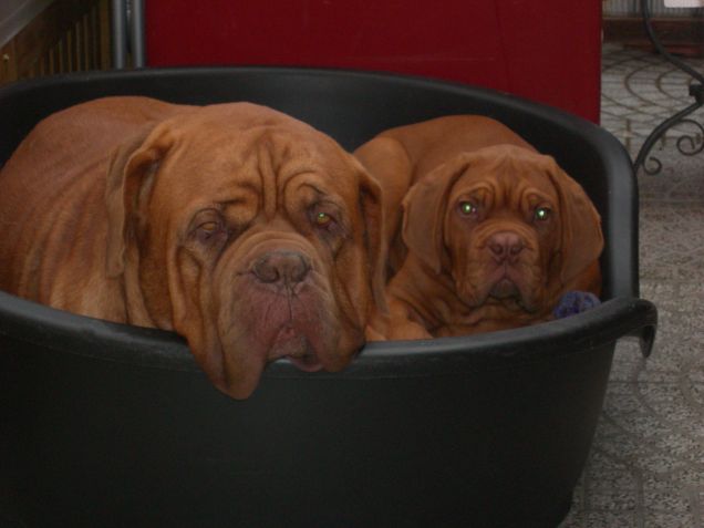 DOGUE DE BORDEAUX