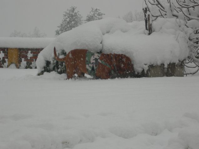 THOR SOTTO LA NEVE