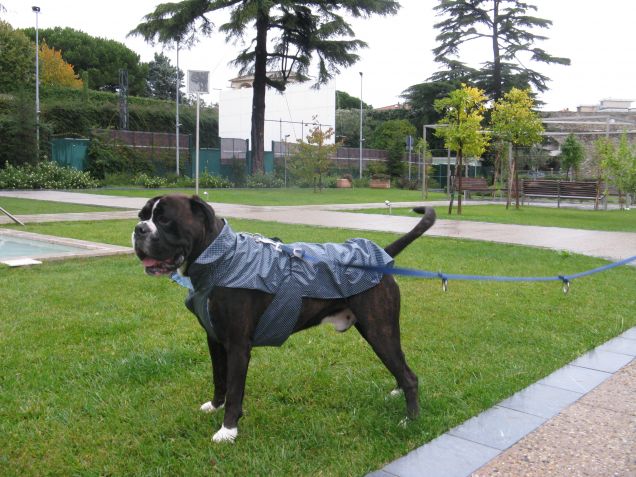 Nanook sotto la pioggia