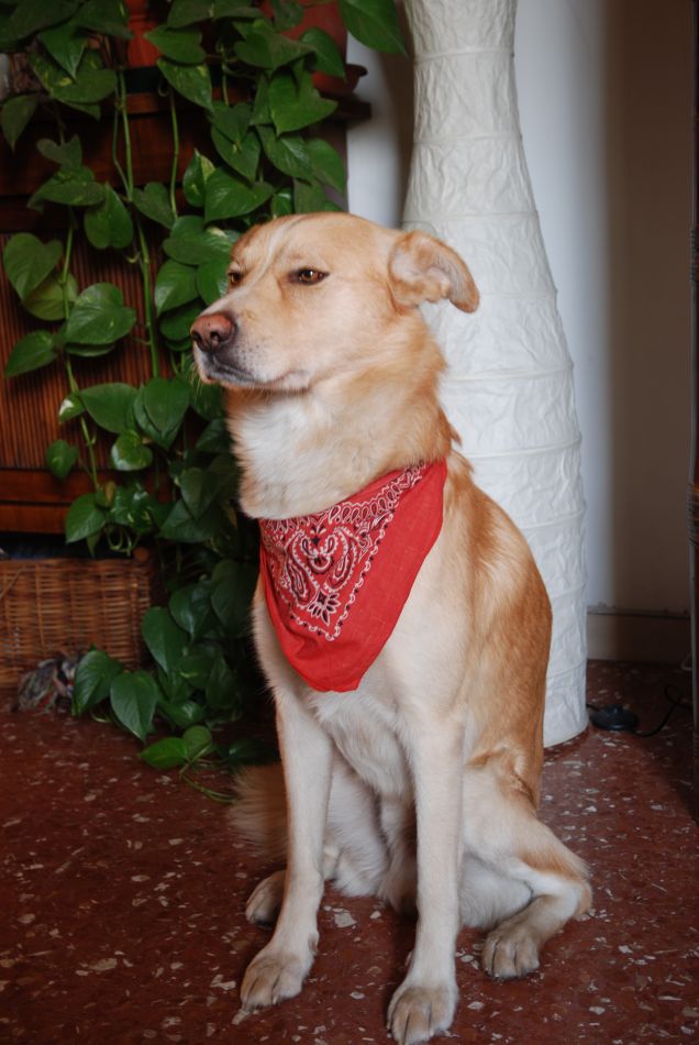 tommy con la bandana