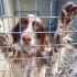 Charlotte setter femmina