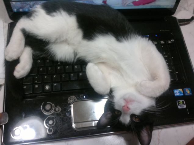 adoro dormire sul pc acceso ... è caldoooooo   :-)