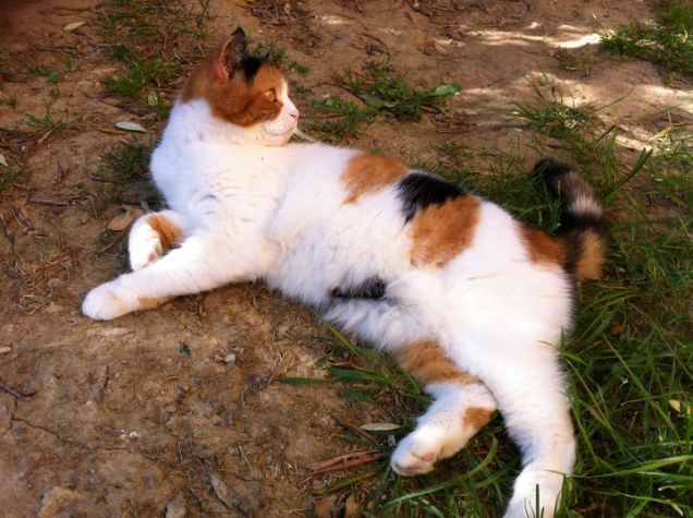 Mucca adora stare in giardino nelle giornate di sole!