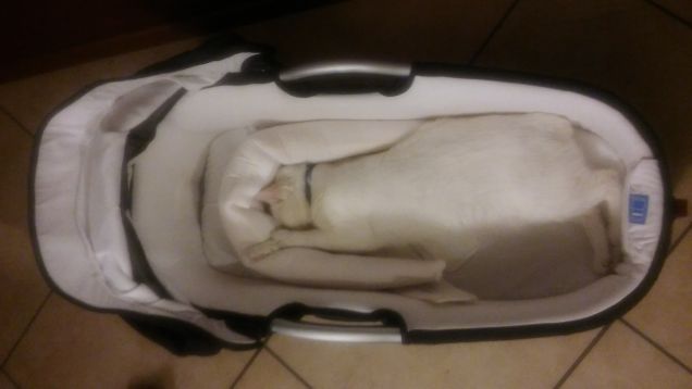 A nanna nella carrozzina