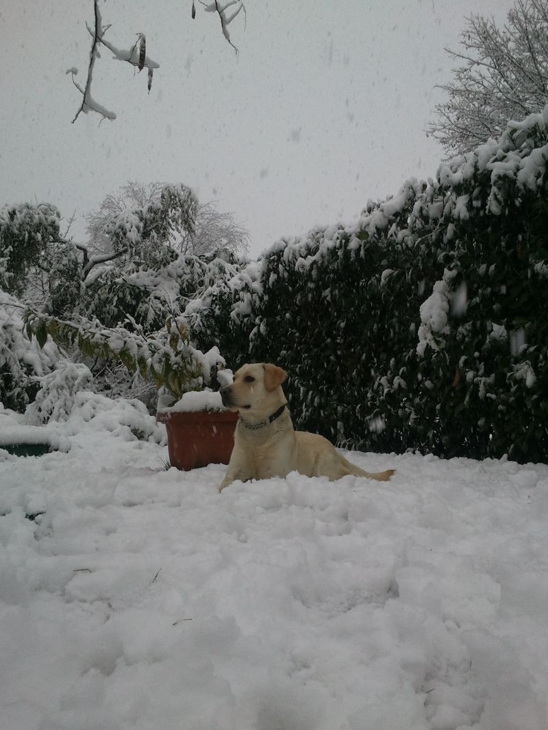 LABRADOR MASCHIO PER ACCOPPIAMENTO