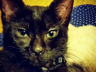 Cleo