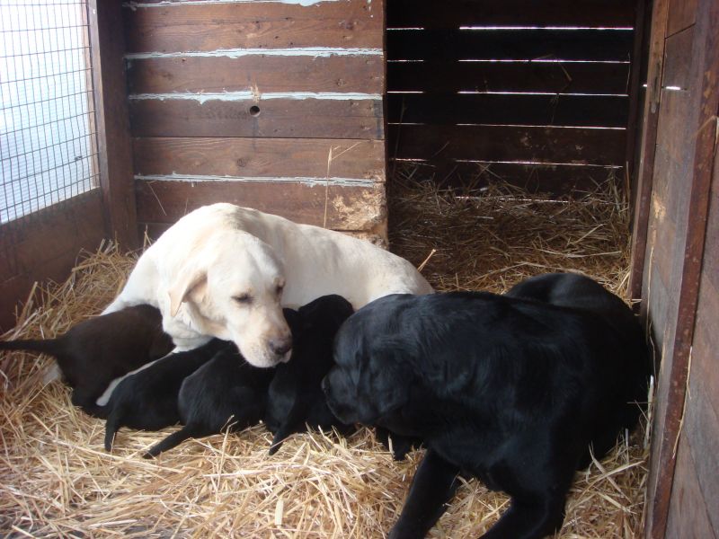 vendo cuccioli di labrador