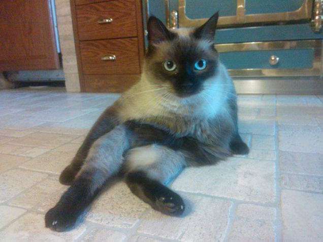 OLiver un panzone come il suo padrone