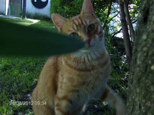 Garfield in giardino