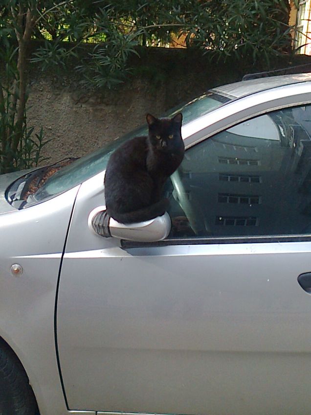 Gatto specchietto comodo comodo