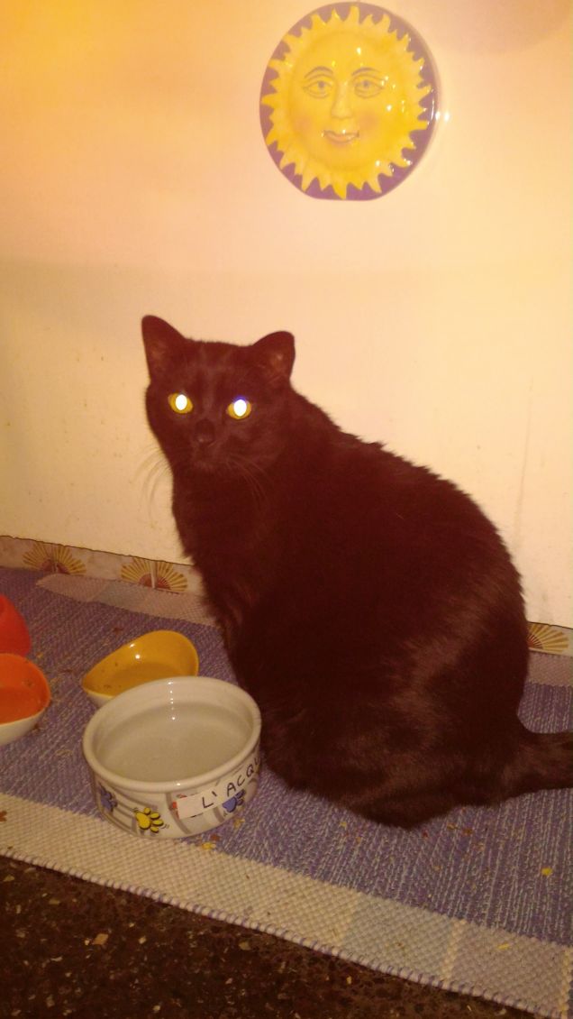 Sempre vicino alla ciotola