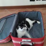 vacanze