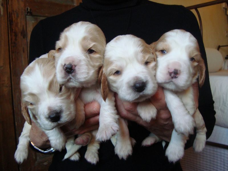 cuccioli cocker spaniel