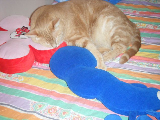 Tigro..una bella dormita