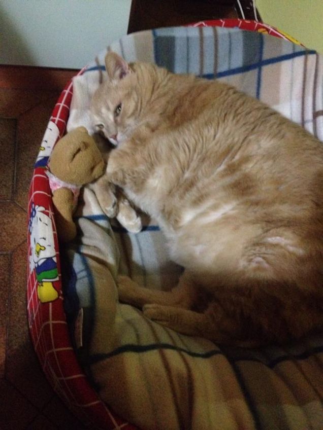 Quale è il vero pupazzo?