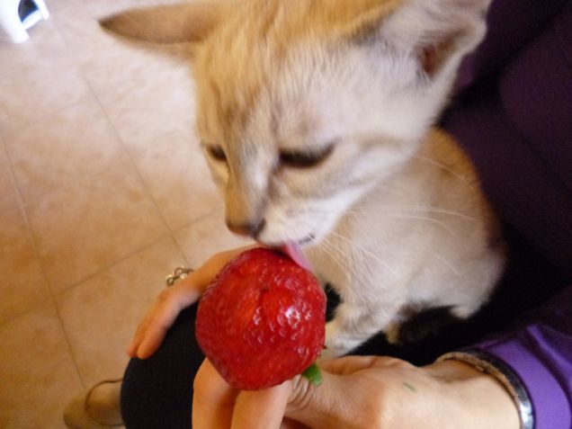 Mangiando una fragola..buonaaaa (2)