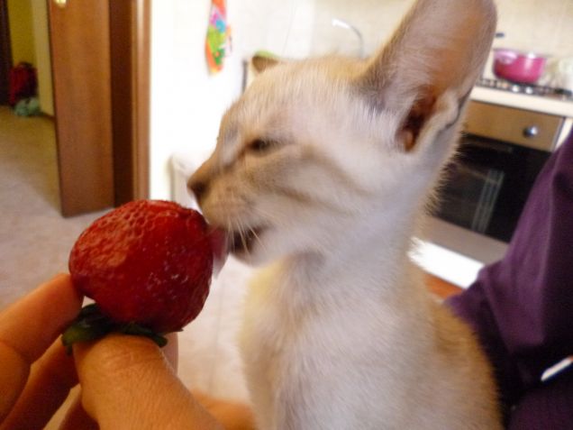 Mangiando una fragola..buonaaaa (3)