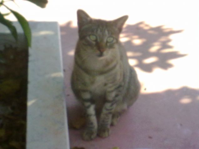 Tiger,un gatto abbandonato a se stesso...