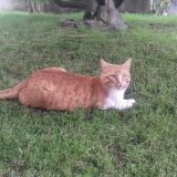 Filomeno