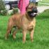 cerco Boxer o Bulmastiff