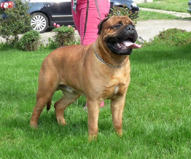 cerco Boxer o Bulmastiff