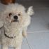 BICHON CERCA CASA